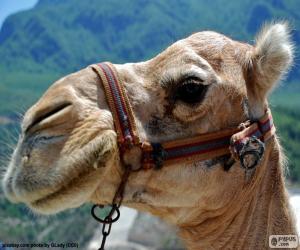 Puzzle Κεφάλι της Αραβικής καμήλα